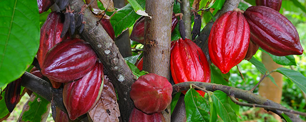 Culture de cacao: Alternative à l’exploitation forestière