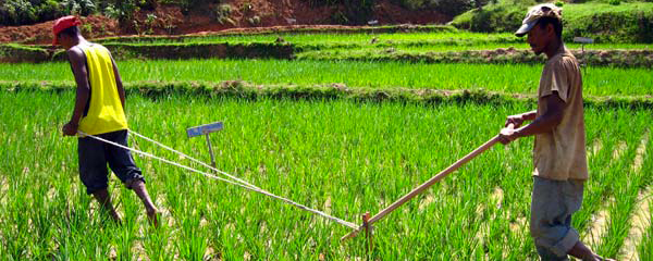 Agriculture Intelligente face au Climat : Augmenter la productivité