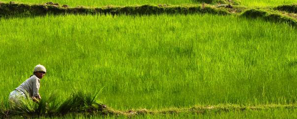 Une solution pour la filière riz malgache