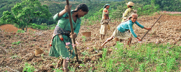 24 milliards MGA pour le développement de l’agriculture