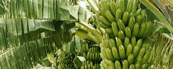 Production de banane : Menacée par la fusariose