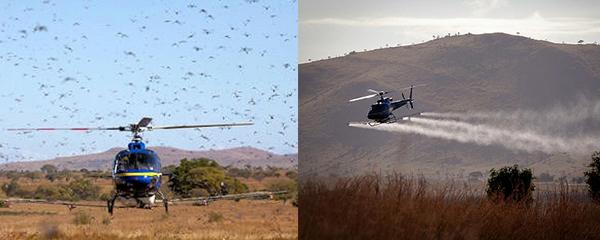 Invasion acridienne: Détection par satellite