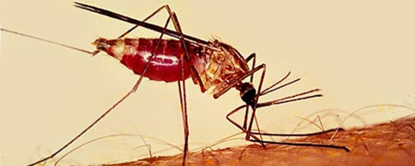 Paludisme : En léger recul