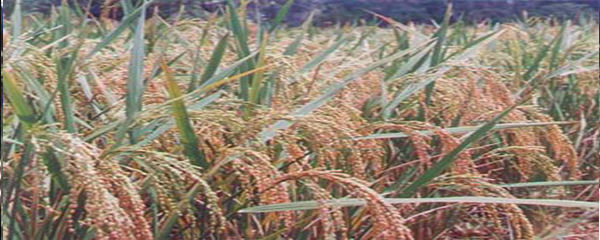 Production de riz: Augmentation de la production mondiale en 2018