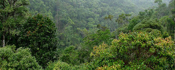 Vers une gestion durable des forêts malgaches