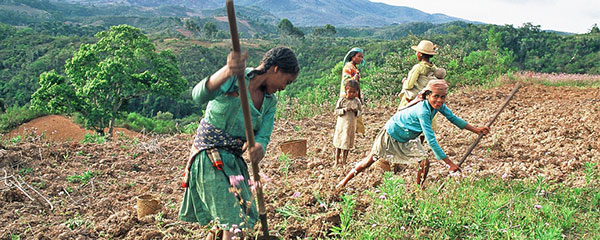 Pertes après récolte : 37% de la production en Afrique