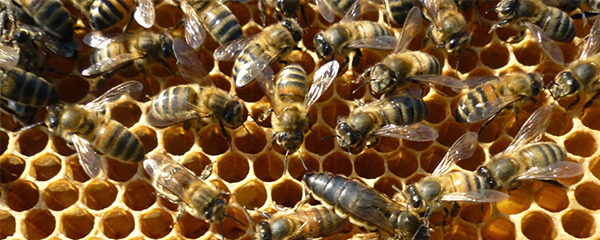 La production du miel en chute libre