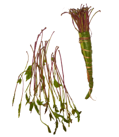Khat : une vraie menace pour la jeunesse Khat : une vraie menace pour la jeunesse