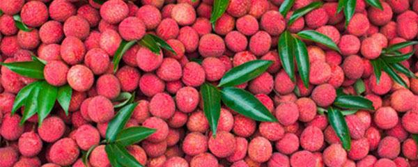 Campagne litchis 2015-2016 : Bonne récolte en vue