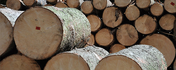 Production mondiale du bois : Forte hausse en 2015