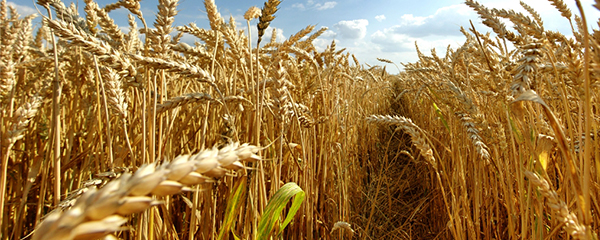 Agriculture écologique et durable