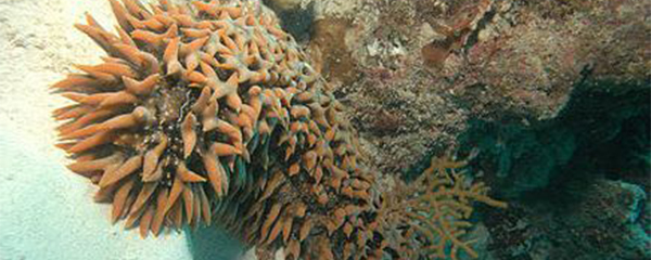 Concombre de mer : Pêche interdite à Sainte Marie