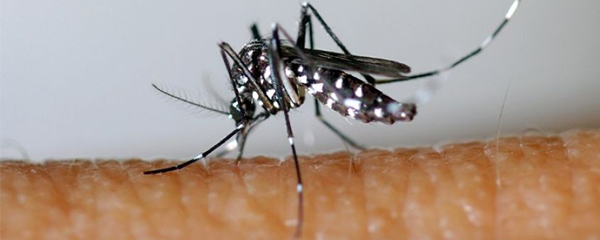 Virus Zika : Niveau d’alerte extrêmement élevé