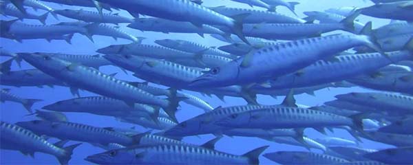 Nutrition : Le poisson rend heureux