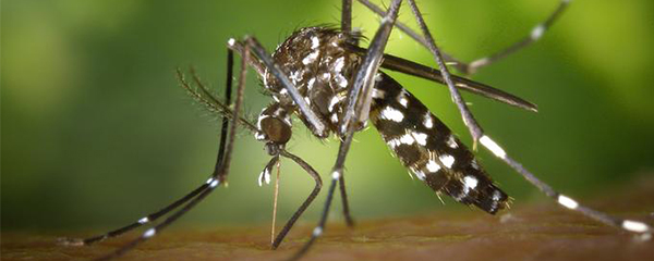 Virus Zika : Maîtriser sa propagation