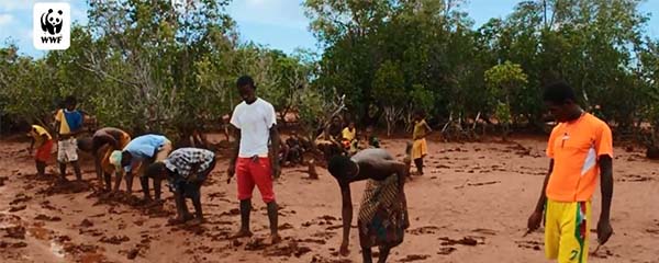 Le village de Manombo œuvre dans la préservation des mangroves