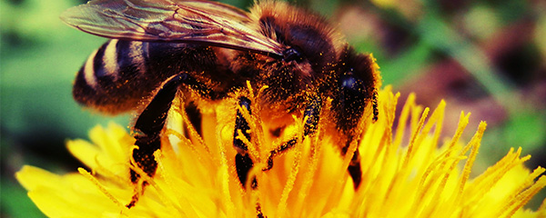 Pollinisation : Accroître les disponibilités alimentaires