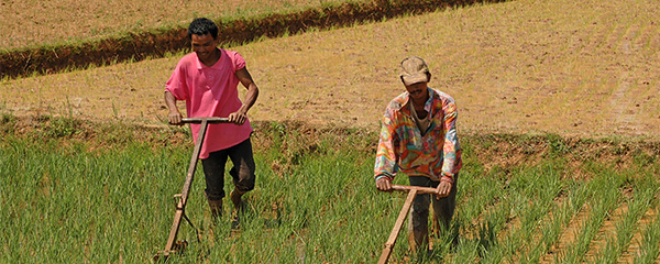 Afrique subsaharienne : Production agricole en hausse