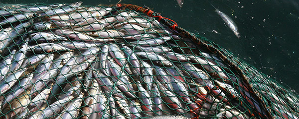 Union Européenne :40 millions d’euros pour la pêche durable