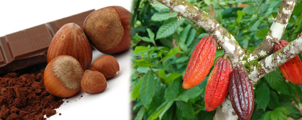 Filière cacao : KKO est à Madagascar