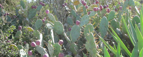 Cactus rouge: Des ressources à valoriser