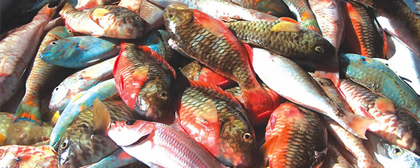 Pêche et aquaculture : Freiner la surpêche