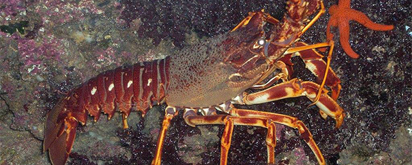 Pêche aux langoustes : Fermée du 1er Octobre au 31 Décembre