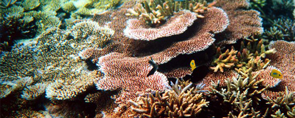 Changement climatique : Les récifs coralliens menacés
