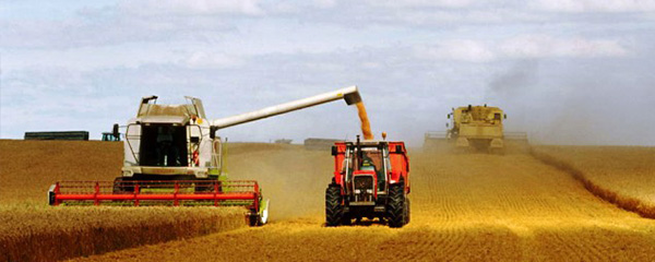Production de céréales : Hausse des prévisions