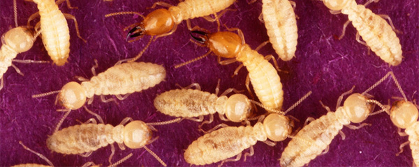 Invasions d’insectes : Des très importantes pertes économiques