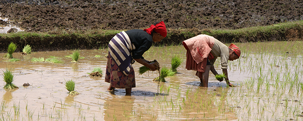 Consommation de riz : En hausse en Afrique