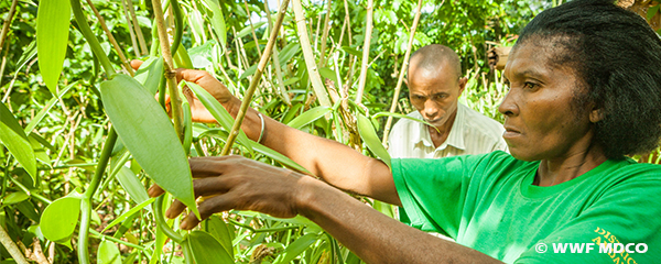 344 paysans pilotes formés par le WWF