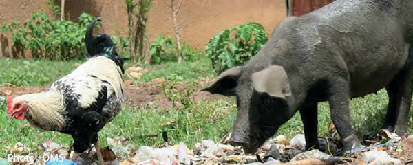Eradication du ténia du porc : L’OMS s’y met