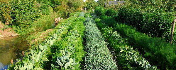 Eaux usées : Un atout pour l’agriculture