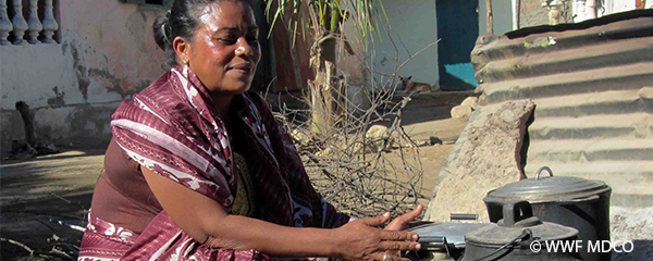 Les fatana mitsitsy à la rescousse des mangroves