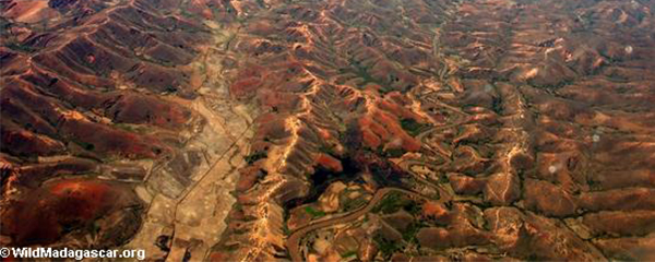 Vers la disparition totale de la forêt de Menabe Centrale