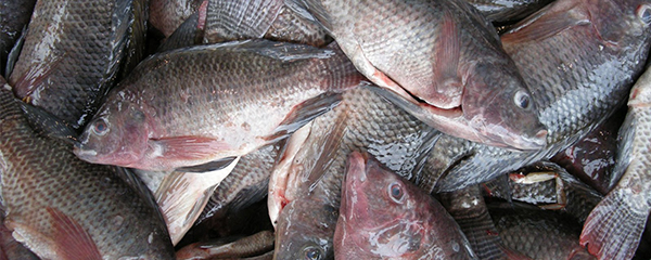 Tilapia : Menacé par un virus