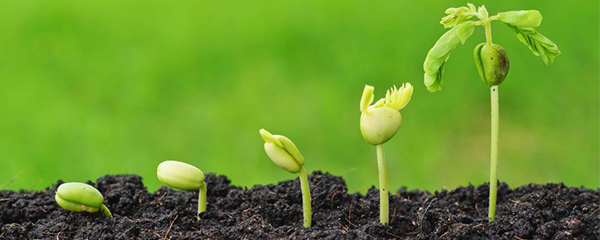 Recherche agricole : L’Afrique à la traîne