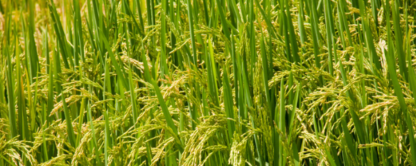 Production mondiale de céréales