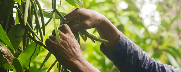 Filière vanille: Livelihoods Funds s’y met