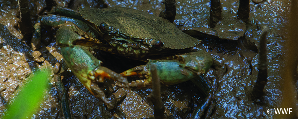 Crabe des mangroves : Une filière protégée