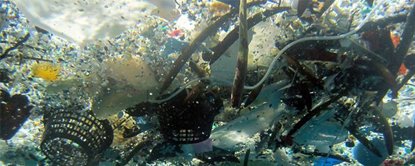 Les poissons attirés par les déchets plastiques