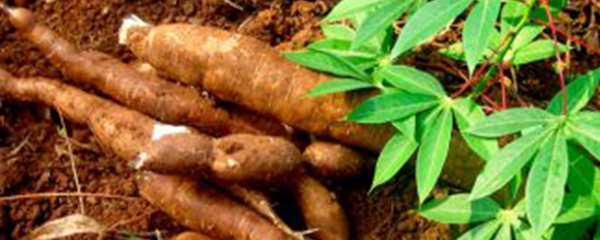 Maladies virales du manioc : La génétique pour sauver la filière