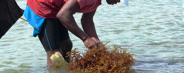 Culture d’algues rouges: Des avantages économiques et écologiques