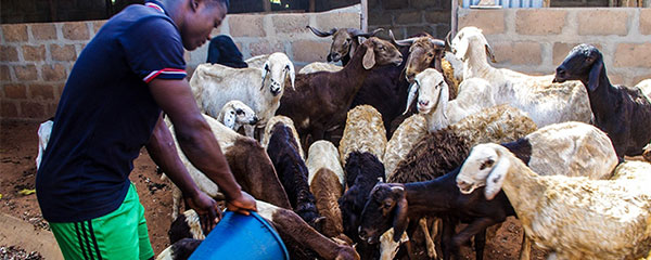 Peste des petits ruminants: Une menace pour l’élevage