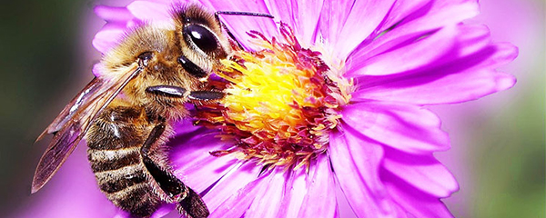 Protection des abeilles : Garantie de la production agricole