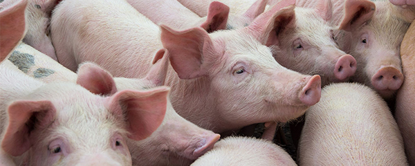Peste porcine africaine : Une nouvelle menace