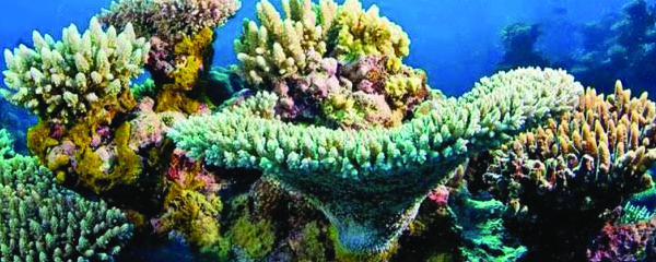 Récifs coralliens : Patrimoine en danger