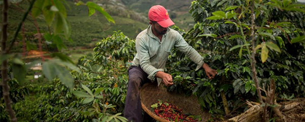 Changement climatiques: Menace pour le café