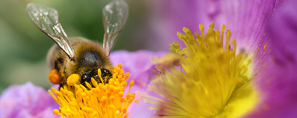 Biodiversité : Gravement menacée